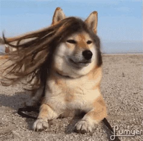 dogs gifs